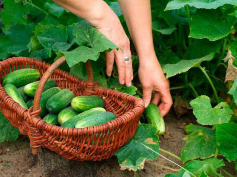 Cucumbers are very healthy, low-calorie vegetables