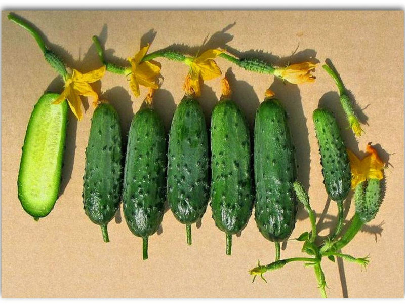 Cucumber Mother-in-law is an ideal solution for harvesting for the winter.