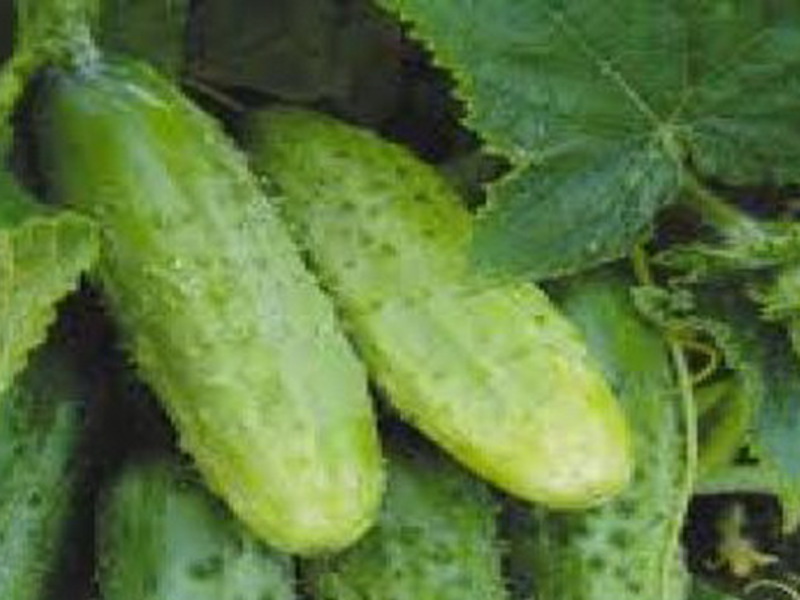 Cucumber variety Zyatek is distinguished by large, even fruits.