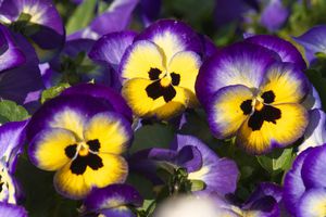 Pansies should be planted in open ground with seeds.