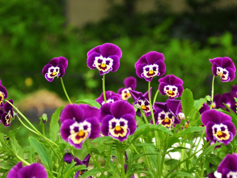 Pansies grow beautifully in the mid-latitude garden