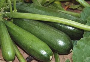 Seeds of good varieties of squash for sowing in open ground