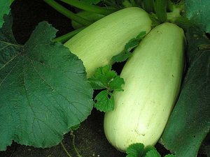 Planting zucchini in open ground