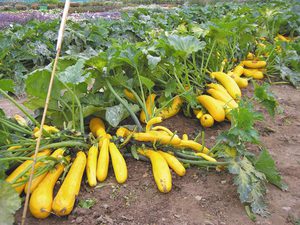 Zucchini variety