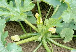 How zucchini grow