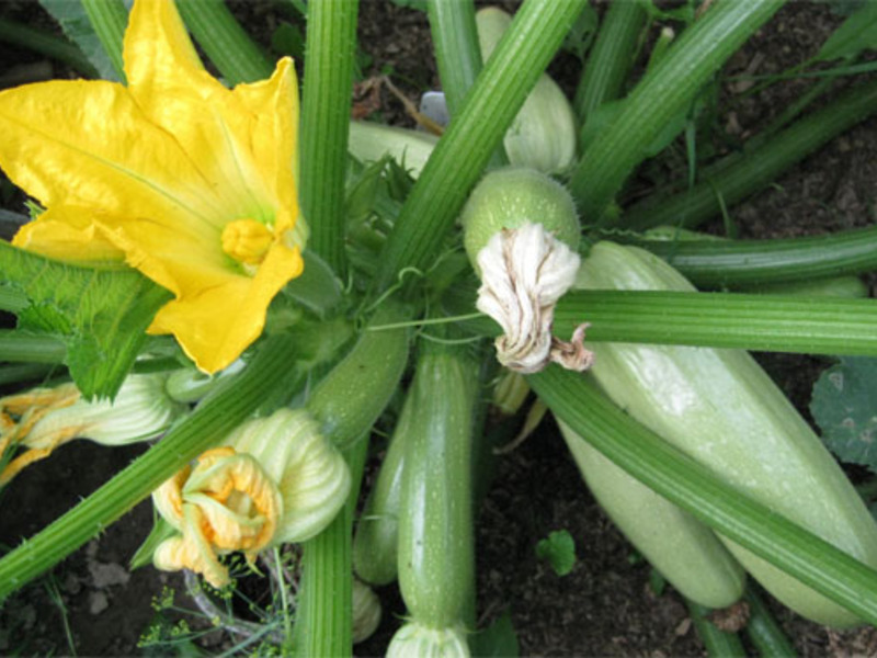 Growing zucchini