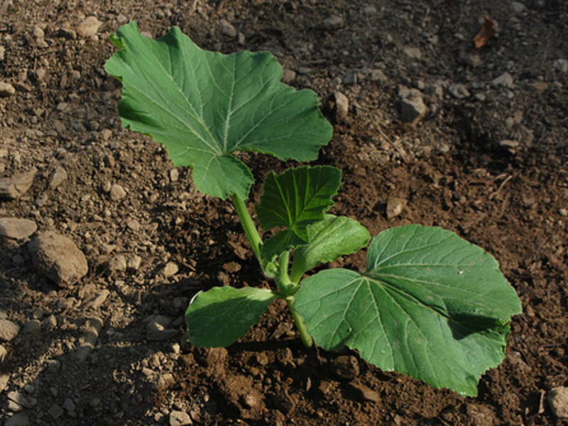 The most productive varieties of zucchini