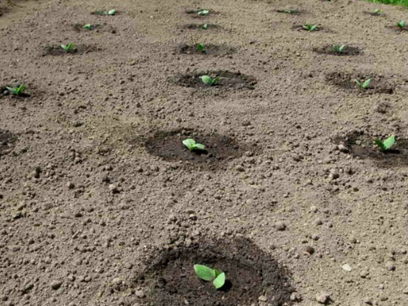 Zucchini seeds