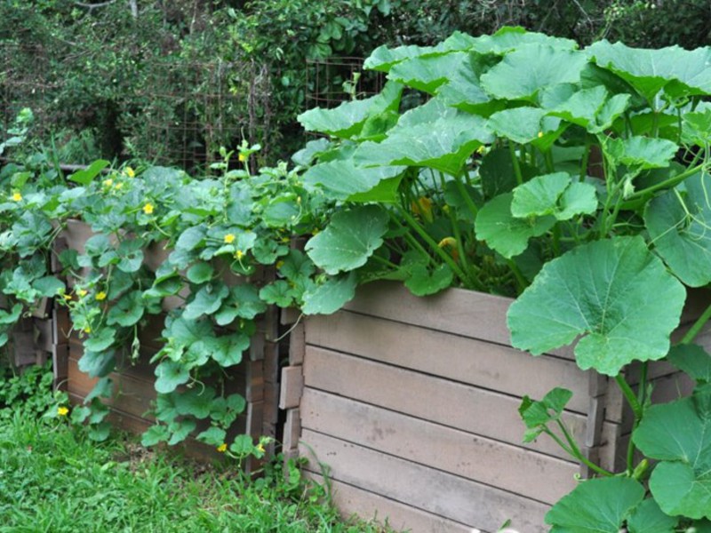 Popular zucchini varieties