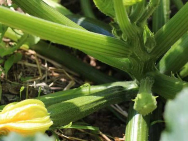 How to plant zucchini