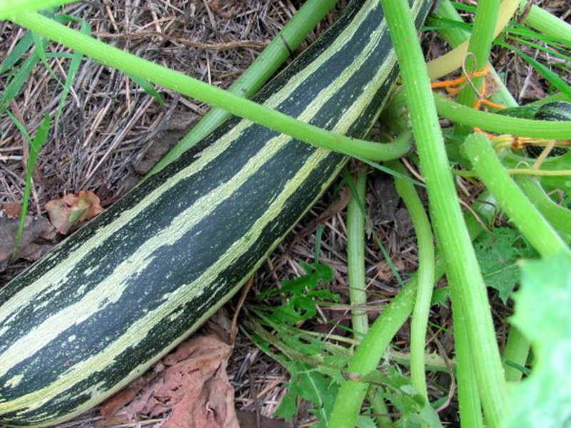 Zucchini seedling care