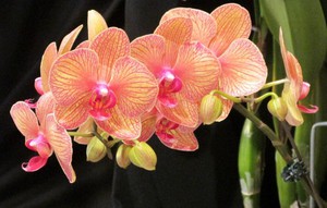 Very beautiful orchid flowers