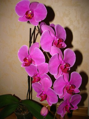 Phalaenopsis orchid flower - photo