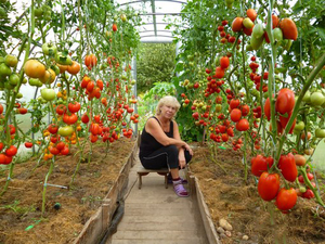 Tomatoes grow and bear fruit well in a greenhouse