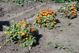 The yield of tomatoes depends largely on the variety.