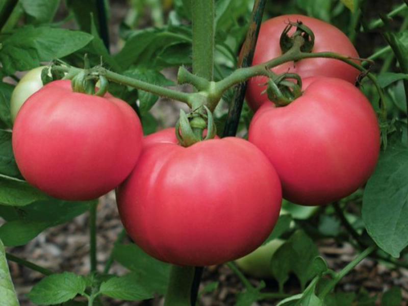 Tomatoes Love - fruits are shown in the photo