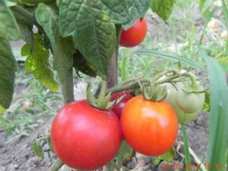 Tomatoes can be red, yellow, pink