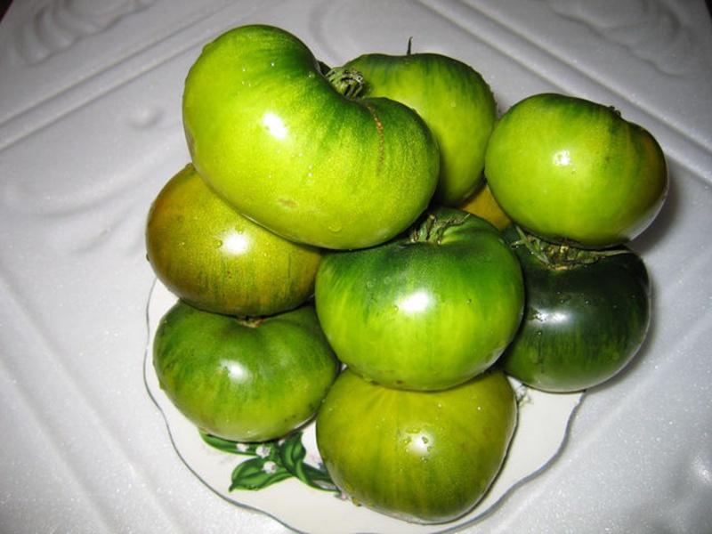 Green tomatoes of the Swamp variety do not change color when ripe