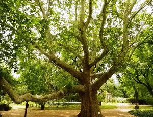 Oriental plane tree is a beautiful tree