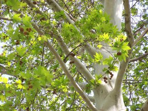 The bark of the plane tree is shown in the photo