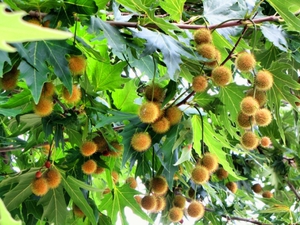 Sycamore looks very beautiful during flowering