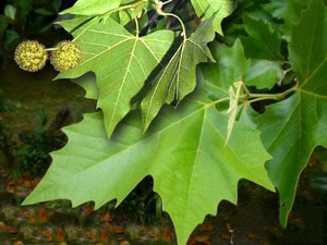 What a maple-leaved plane tree looks like