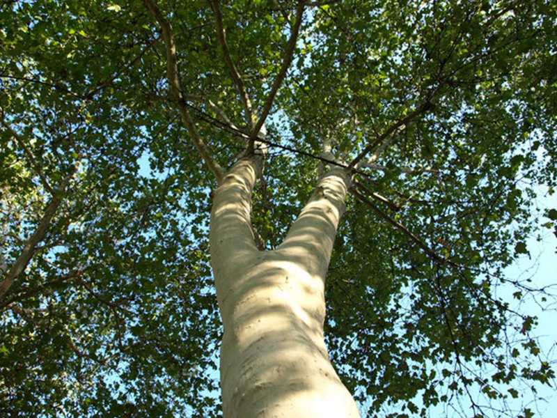 In the photo - a beautiful plane tree