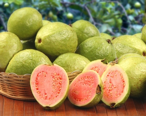 The photo shows the fruits of the guava