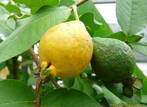 Guayava - the fruit of the guava is shown in the photo