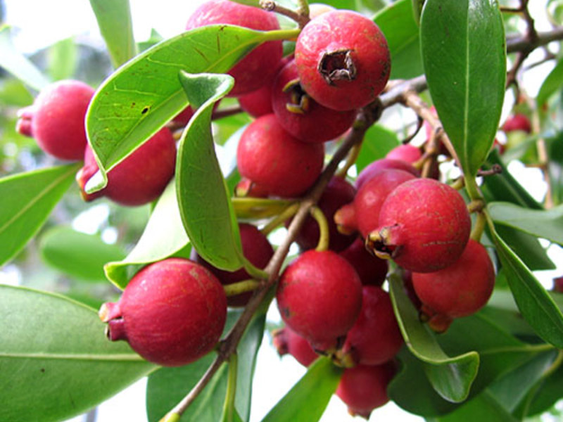 There are many types of guava