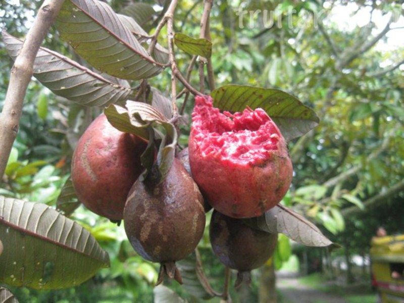 How does guava grow?