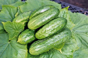 Features of the cucumber variety