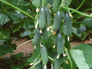 Planting and caring for cucumbers