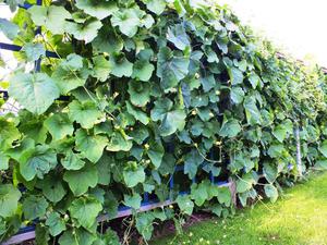 Cucumber variety