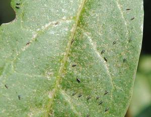 Houseplant pests