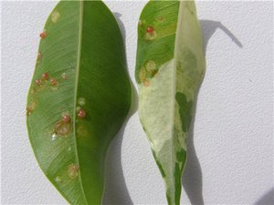 Seedling pests and diseases