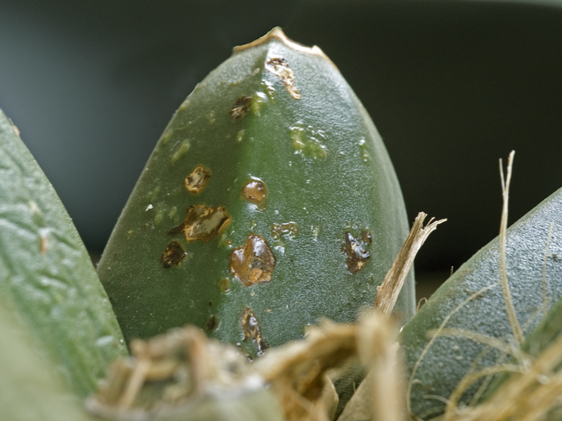 Plants in the house and caring for them