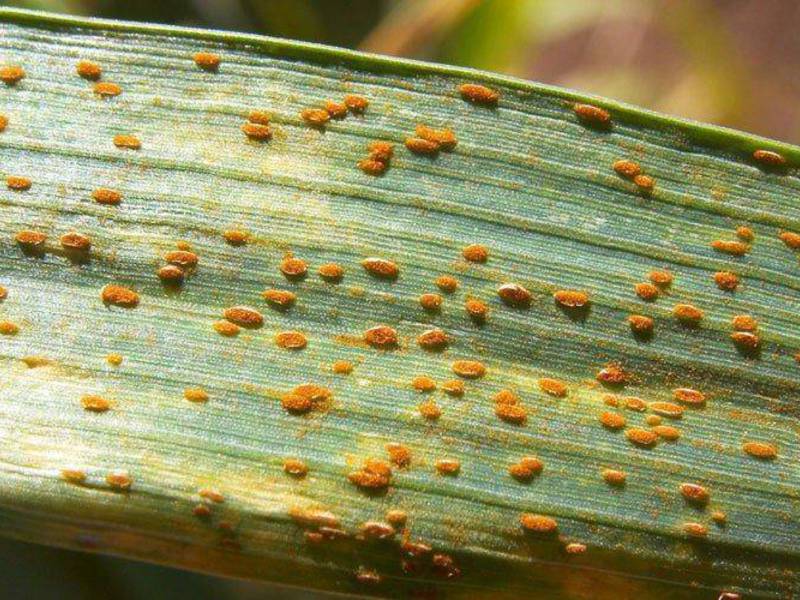 How to care for a plant