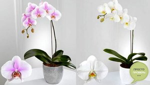 Home orchids rarely bloom, but incredibly beautiful