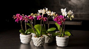 Phalaenopsis orchid care and propagation at home