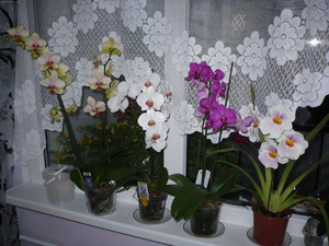 Proper care of your home orchid