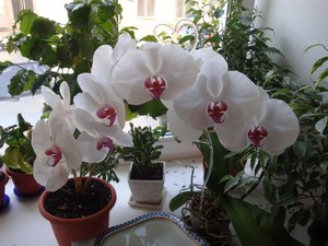 Homemade orchids will delight you for several years