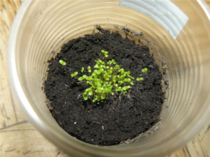 How to properly plant petunia seeds