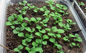 Petunia from seeds - we grow seedlings