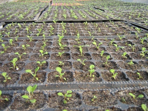 Growing petunias - what should be the soil