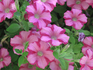 Garden petunia in bloom will decorate any flower bed