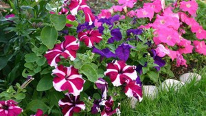 How to grow petunia if you bought seeds