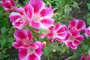 Blooming godetia is very beautiful - large bright flowers attract attention.