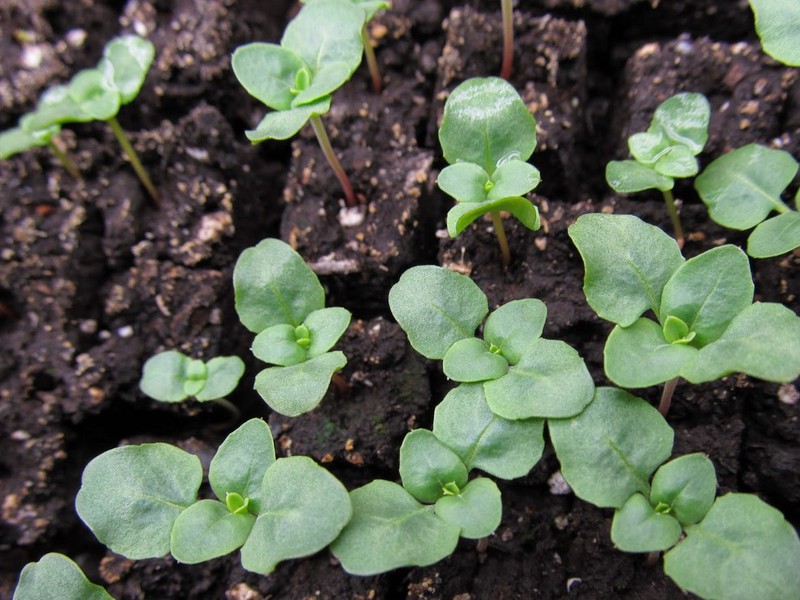 Gordetia sprouts in the ground - planting with seeds.