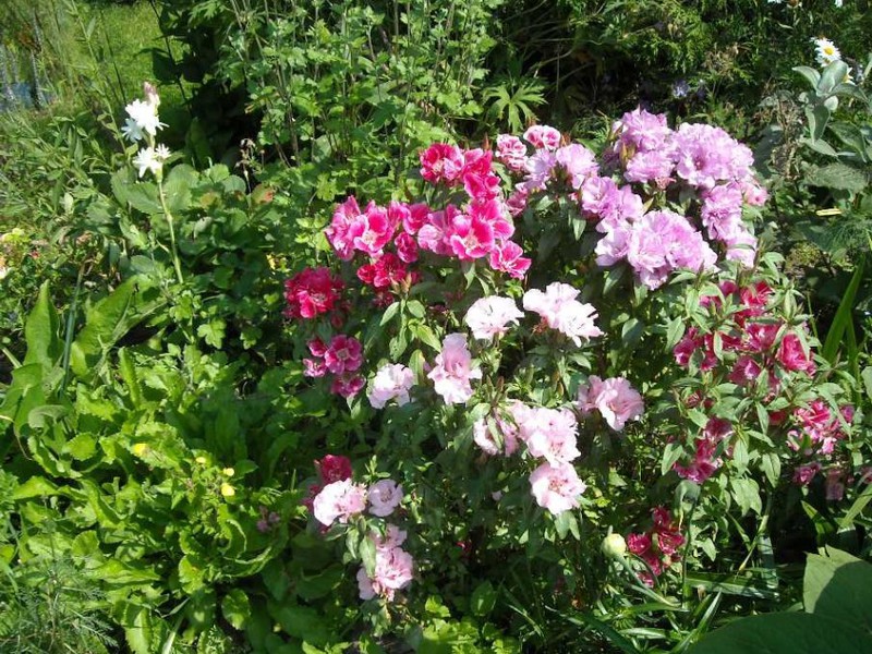 Godetia is an undemanding flower, it does not need special care.